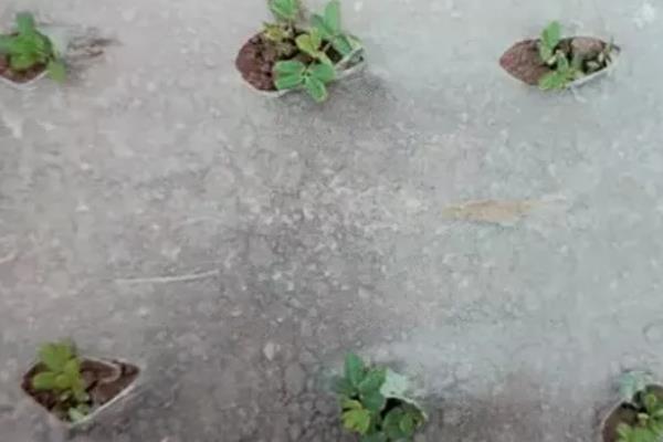 防止花生烂种的方法，用甲基硫菌灵等药物拌种具有防效