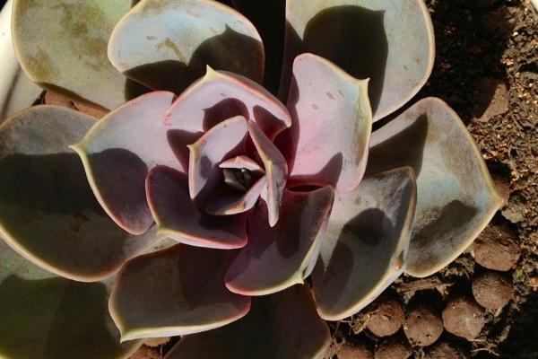 红心莲的养护注意事项，一定要加强通风