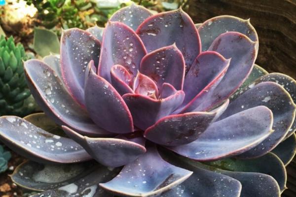 红心莲的养护注意事项，一定要加强通风