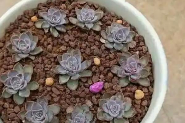 红心莲的养护注意事项，一定要加强通风