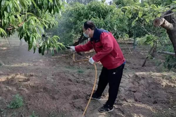 樱桃怎么施肥，9月至10月上旬施加基肥