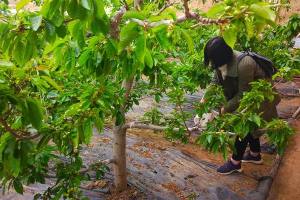 樱桃怎么施肥，9月至10月上旬施加基肥