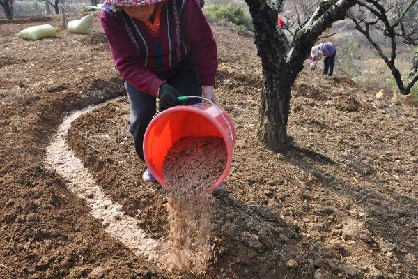 樱桃怎么施肥，9月至10月上旬施加基肥