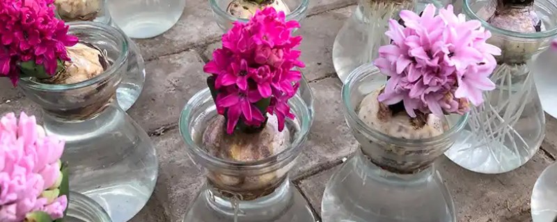 水培风信子有没有毒，无论水培还是土培都带有毒性