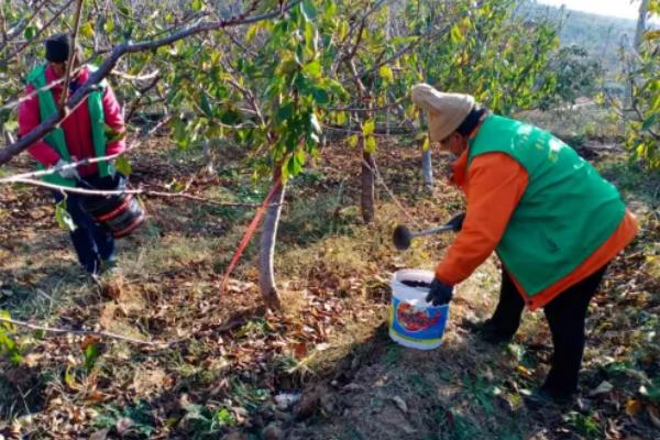 樱桃怎么施肥，9月至10月上旬施加基肥