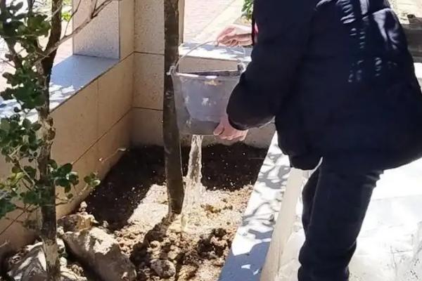 金丝吊蝴蝶的养殖方法，生长旺季要间隔2-3天浇水一次