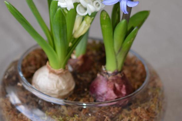 水培风信子有没有毒，无论水培还是土培都带有毒性