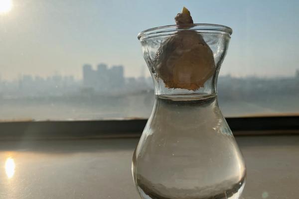 水培风信子有没有毒，无论水培还是土培都带有毒性