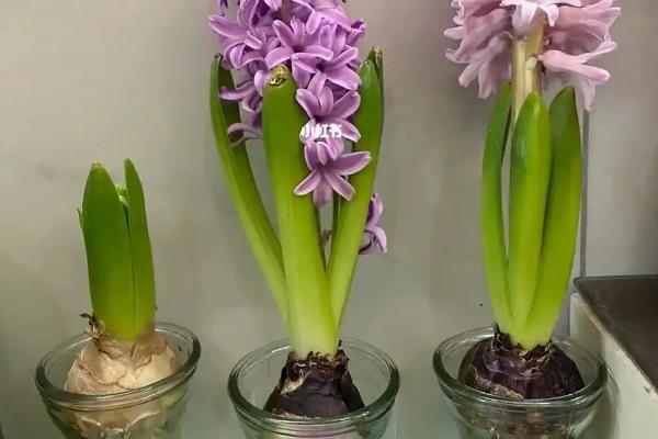 水培风信子有没有毒，无论水培还是土培都带有毒性