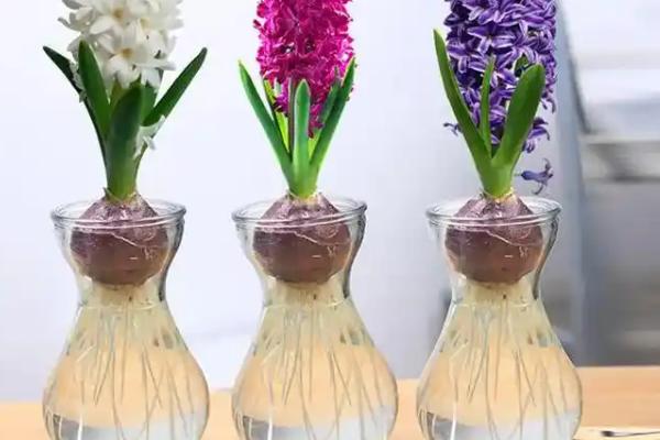 水培风信子有没有毒，无论水培还是土培都带有毒性