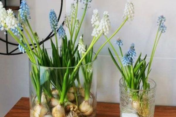 水培风信子有没有毒，无论水培还是土培都带有毒性