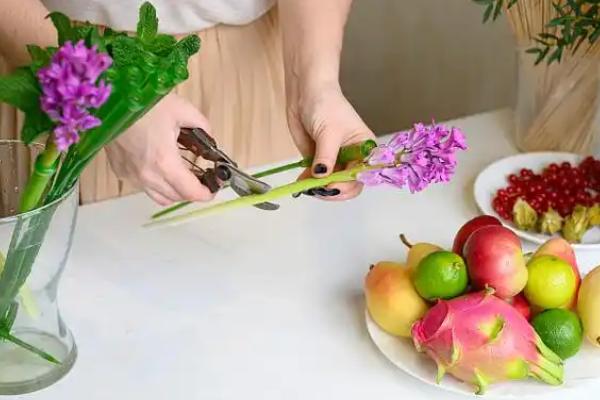 水培风信子有没有毒，无论水培还是土培都带有毒性