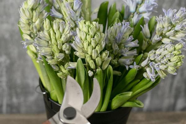 水培风信子有没有毒，无论水培还是土培都带有毒性