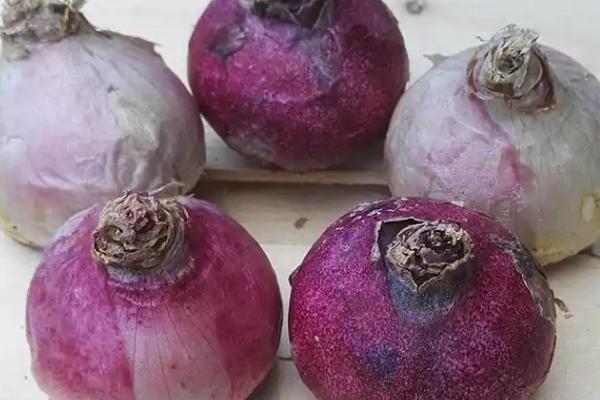 水培风信子有没有毒，无论水培还是土培都带有毒性