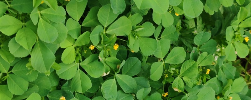 苜蓿草的用种量，条播的话每亩用种1.3-1.5kg
