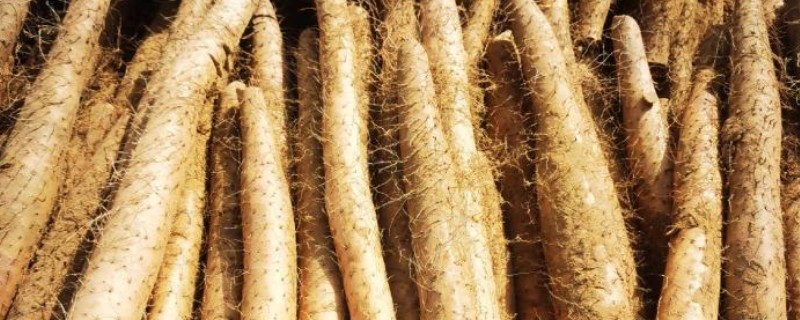 白玉山药与铁棍山药有何区别，外观和口感明显不同