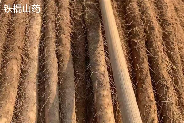 白玉山药与铁棍山药有何区别，外观和口感明显不同