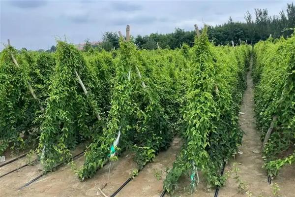 白玉山药与铁棍山药有何区别，外观和口感明显不同