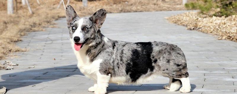 小型犬有什么品种，约克夏、迷你雪纳瑞等品种很常见