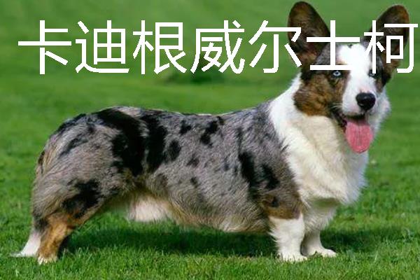 小型犬有什么品种，约克夏、迷你雪纳瑞等品种很常见