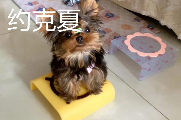 小型犬有什么品种，约克夏、迷你雪纳瑞等品种很常见