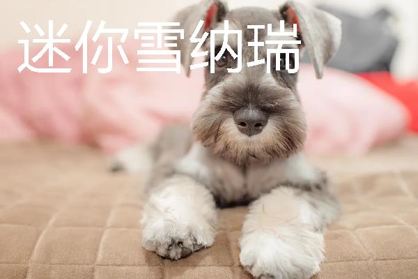 小型犬有什么品种，约克夏、迷你雪纳瑞等品种很常见