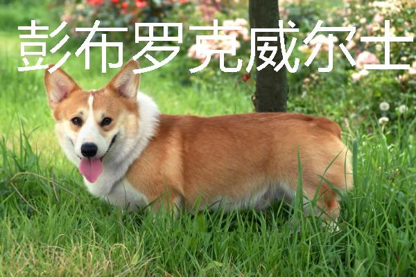 小型犬有什么品种，约克夏、迷你雪纳瑞等品种很常见
