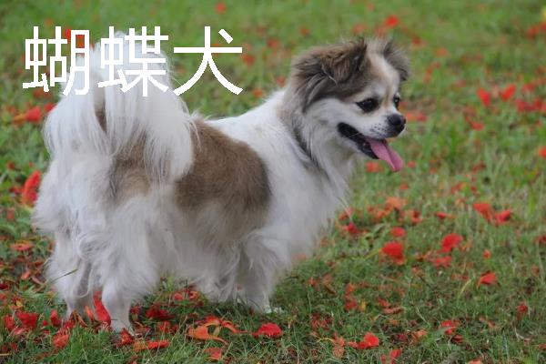 小型犬有什么品种，约克夏、迷你雪纳瑞等品种很常见
