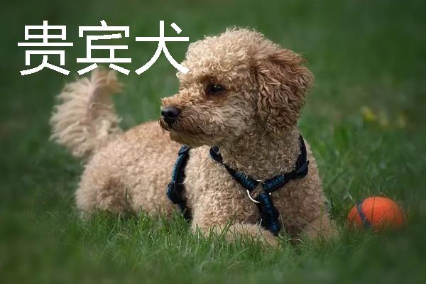 小型犬有什么品种，约克夏、迷你雪纳瑞等品种很常见