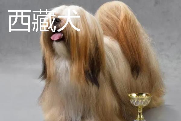 小型犬有什么品种，约克夏、迷你雪纳瑞等品种很常见