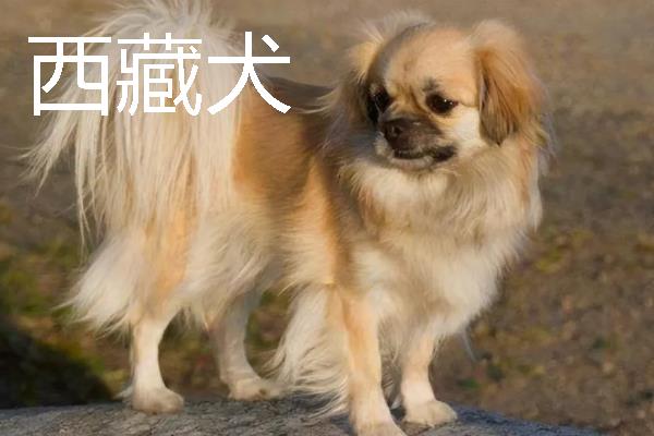 小型犬有什么品种，约克夏、迷你雪纳瑞等品种很常见
