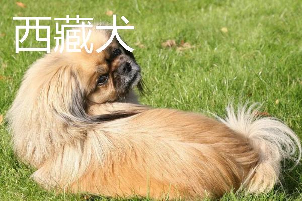 小型犬有什么品种，约克夏、迷你雪纳瑞等品种很常见