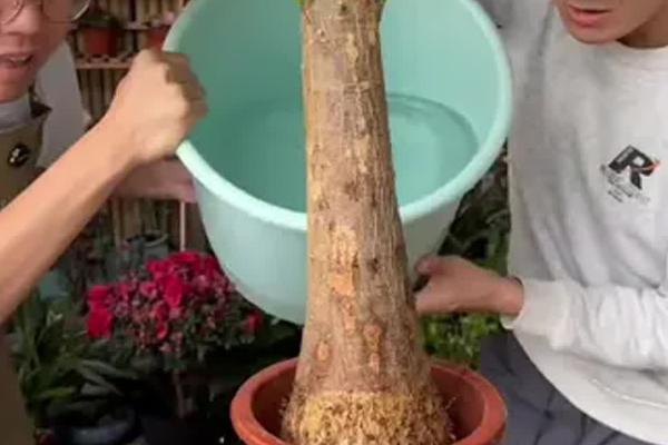 发财树叶子发黄如何解决，缺少光照要让它逐渐接受阳光