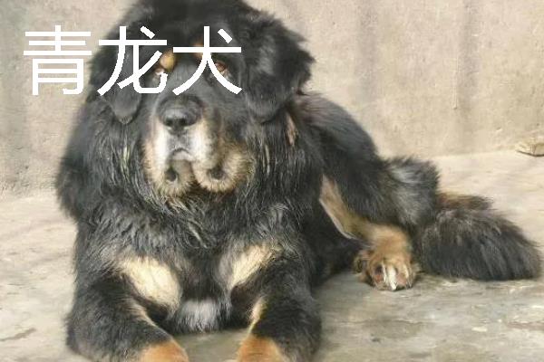 小型犬有什么品种，约克夏、迷你雪纳瑞等品种很常见