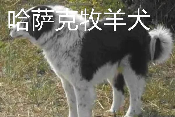 小型犬有什么品种，约克夏、迷你雪纳瑞等品种很常见