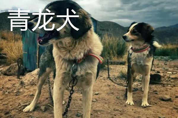 小型犬有什么品种，约克夏、迷你雪纳瑞等品种很常见