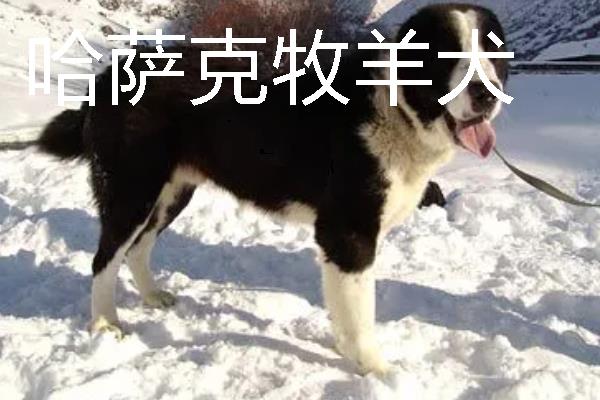 小型犬有什么品种，约克夏、迷你雪纳瑞等品种很常见