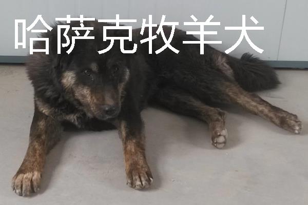 小型犬有什么品种，约克夏、迷你雪纳瑞等品种很常见