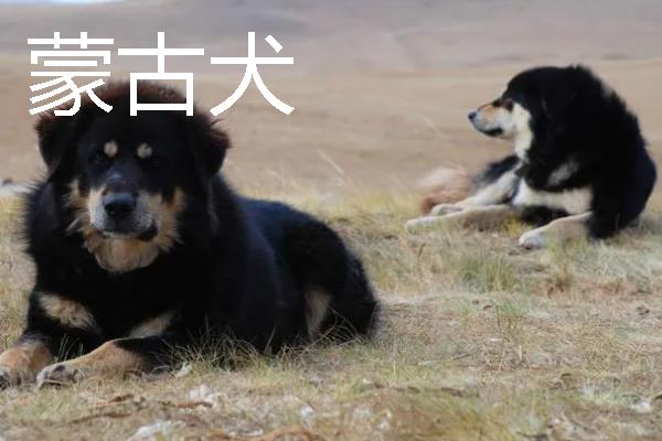 小型犬有什么品种，约克夏、迷你雪纳瑞等品种很常见