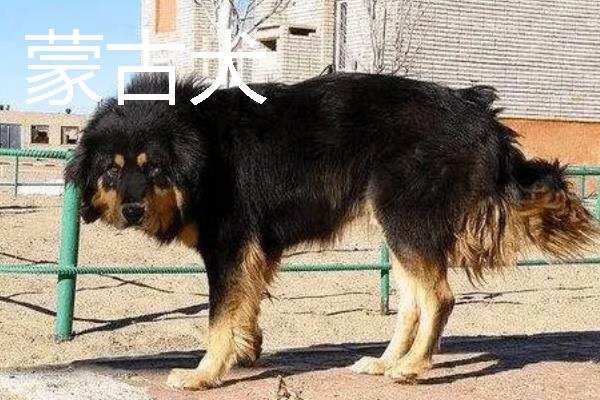 小型犬有什么品种，约克夏、迷你雪纳瑞等品种很常见