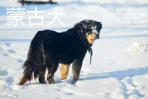 小型犬有什么品种，约克夏、迷你雪纳瑞等品种很常见