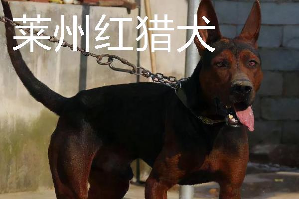 小型犬有什么品种，约克夏、迷你雪纳瑞等品种很常见