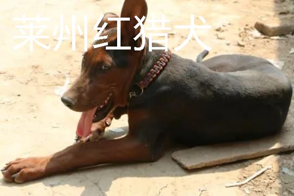 小型犬有什么品种，约克夏、迷你雪纳瑞等品种很常见