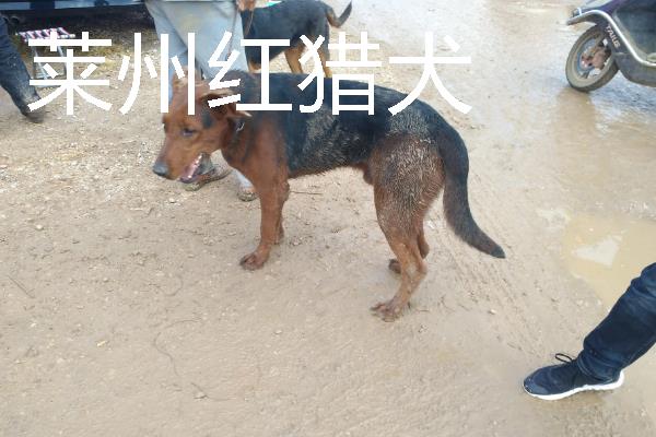小型犬有什么品种，约克夏、迷你雪纳瑞等品种很常见