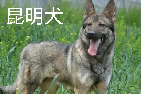 小型犬有什么品种，约克夏、迷你雪纳瑞等品种很常见