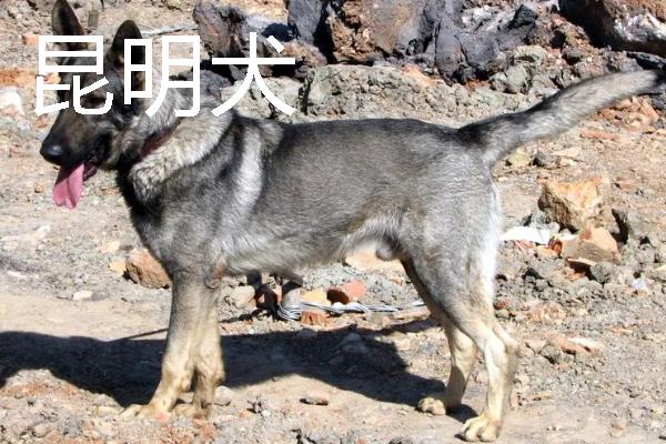 小型犬有什么品种，约克夏、迷你雪纳瑞等品种很常见