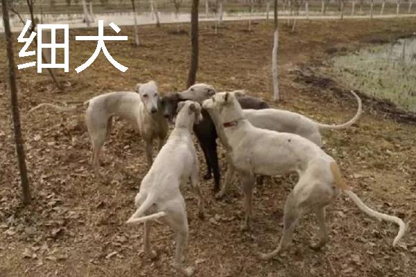 小型犬有什么品种，约克夏、迷你雪纳瑞等品种很常见