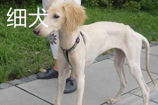 小型犬有什么品种，约克夏、迷你雪纳瑞等品种很常见