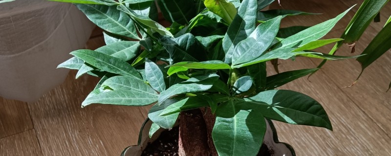 发财树叶子发黄如何解决，缺少光照要让它逐渐接受阳光