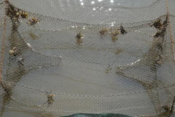 如何快速垂钓螃蟹，竿钓法、网钓法是常用方式